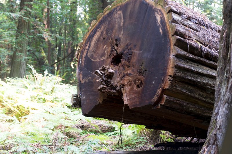 20150822_125443 D3S.jpg - Giant redwood, Humbolt Redwood State Park